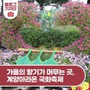 멀리가는 향기 | 가을의 향기가 머무는 곳, 계양아라온 국화축제에 다녀왔습니다