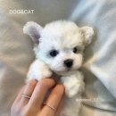 나는강아지 이미지