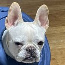 라온동물의료센터 이미지