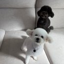 흰그루밍 이미지