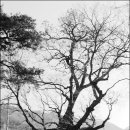 영천 약남리 회화나무 이미지