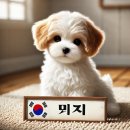 두리반디 이미지