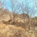 영덕야성초등학교 매정분교장 이미지