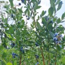 중간말농장 이미지