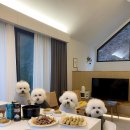 메리도그하우스 이미지