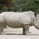 코뿔소 이미지
