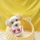 The 사랑할개(더사랑할개) 이미지