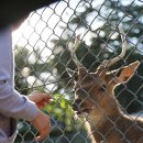 꽃사슴화원 이미지