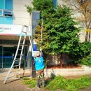 선관위 소나무 이미지