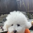 온천공원 운동장 화장실 | [내돈내산] 강원도 양양 복골온천 애견 펜션 후기