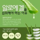 식물 알로에 식용 이미지