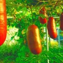 유용준농장 이미지