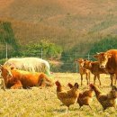 건강하소 이미지