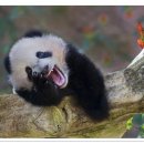 판다곰 이미지