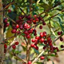 사랑을 볶는 카페 이미지