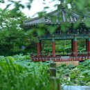 비실연꽃마을 이미지