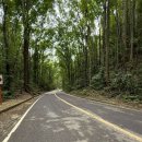 낭만안경 | 필리핀 보홀여행 체크아웃투어 - 초콜릿힐 안경원숭이 맨메이드포레스트 로복강선셋 선상디너 반딧불...