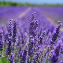 식물도감 이미지