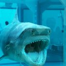 데미안 | 국현미 데미안 허스트 전시 후기 예매 티켓 팁