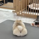 까까댕이 이미지
