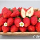 딸기 이미지