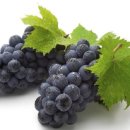 아프지말게 동물병원 이미지