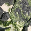 호박나이트 이미지