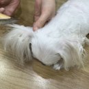 애견종합병원 이미지