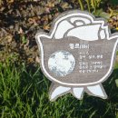 장미(엘르 (Elle)) 이미지