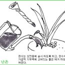 한국춘란 사월(4월)달의 관리과 배양 이미지