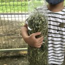 GOAT농장 이미지