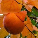 감나무한의원 이미지