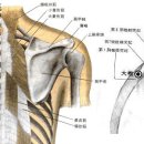 대추혈GV14 대추(大椎, 1개 혈) : 手足三陽經與督脈之會穴. 이미지