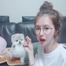 소문난강아지