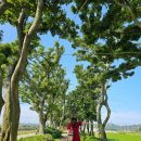 도초시목길 이미지