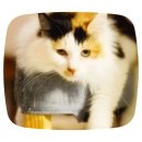 컴투펫 위탁보호센터 인천점 이미지