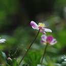 바람꽃 이미지