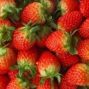 안정농장 이미지