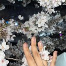 디자인모텔T | 무거동 벚꽃 담은 봄네일 서연네일 후기