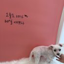 모리몽 | 삼덕동 강아지미용샵 &lt;모리몽&gt;