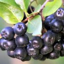 당뇨 전단계 환자, 매일 &#39;아로니아&#39; 주스 마시면⋯혈관 건강·근육 유지에 효과적 이미지