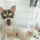 쁘띠멍멍 이미지