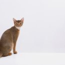 24시 더케어 동물의료센터 이미지