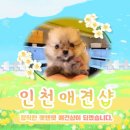 펫앤펫 인천점 강아지분양의 모든것 이미지