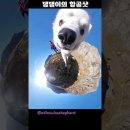 360도 카메라에 빠진 댕댕이ㅋㅋㅋ (커여워) 이미지