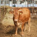 한우 뱅크축산 이미지