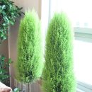 연세느티나무치과의원 이미지