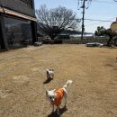 강아지맛집 | [공지] 사천 수제버거 맛집 🍔 버거플러피(Burger FLUFFY)┃ 강아지 있는 감성 맛집 후기