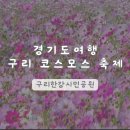한강시민공원(등수국터널 1) | 경기도 여행 구리 | 가을 코스모스 축제 구리한강시민공원 서울 근교 9월 꽃축제 실시간 개화