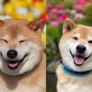 온사랑펫 이미지